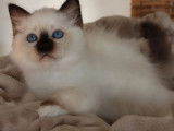 À réserver, 3 chatons mâles Sacré de Birmanie LOOF