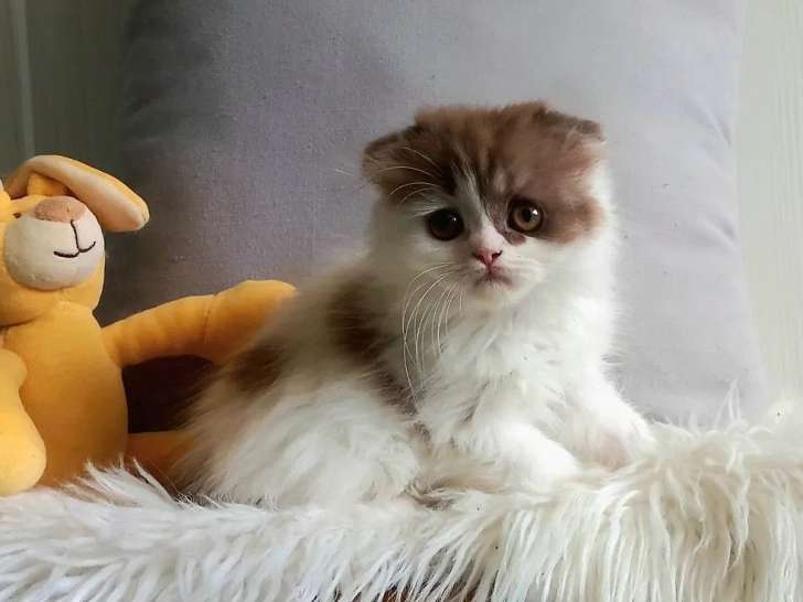 1 chatonne Highland disponible à l’achat (LOOF)