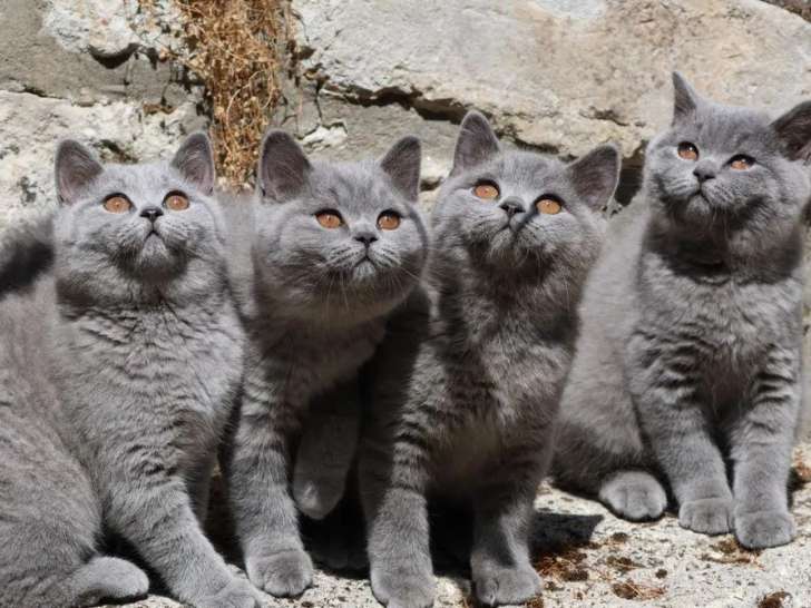 À vendre, 6 chatons British Shorthair (LOOF)