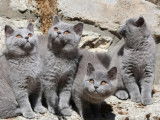 À vendre, 6 chatons British Shorthair (LOOF)