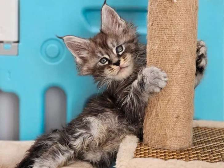 1 chatonne Maine Coon LOOF disponible à la réservation