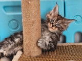 1 chatonne Maine Coon LOOF disponible à la réservation