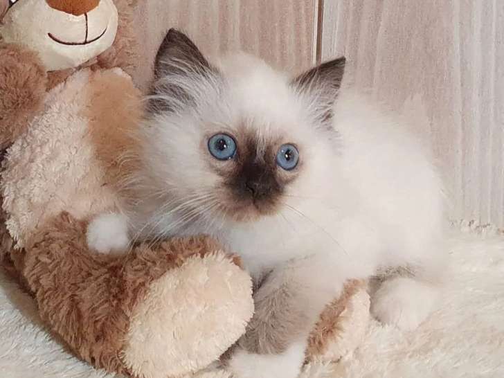 À vendre, 4 chatons Sacré de Birmanie (LOOF)