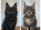 8 chatons Maine Coon LOOF disponibles à la vente