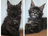 8 chatons Maine Coon LOOF disponibles à la vente