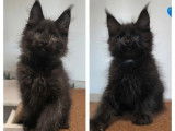 8 chatons Maine Coon LOOF disponibles à la vente
