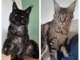 8 chatons Maine Coon LOOF disponibles à la vente