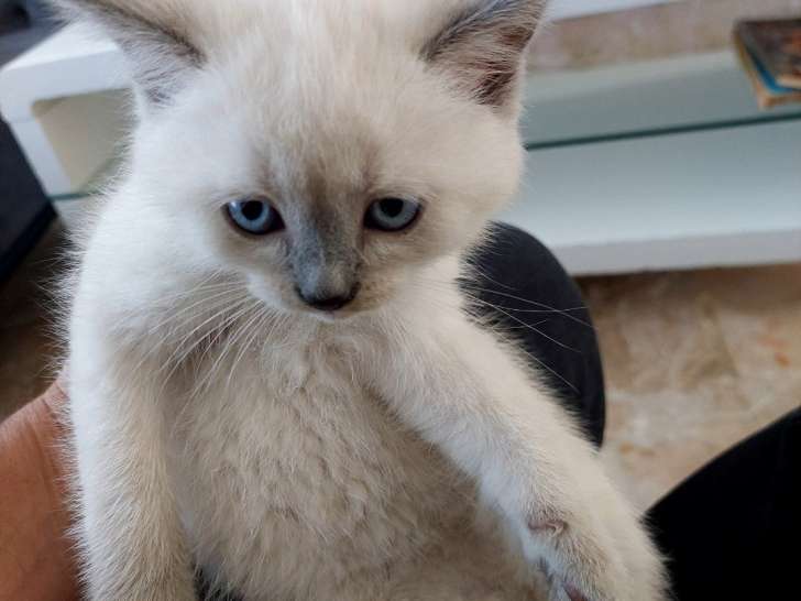Magnifiques chatons de type British Shorthair à vendre
