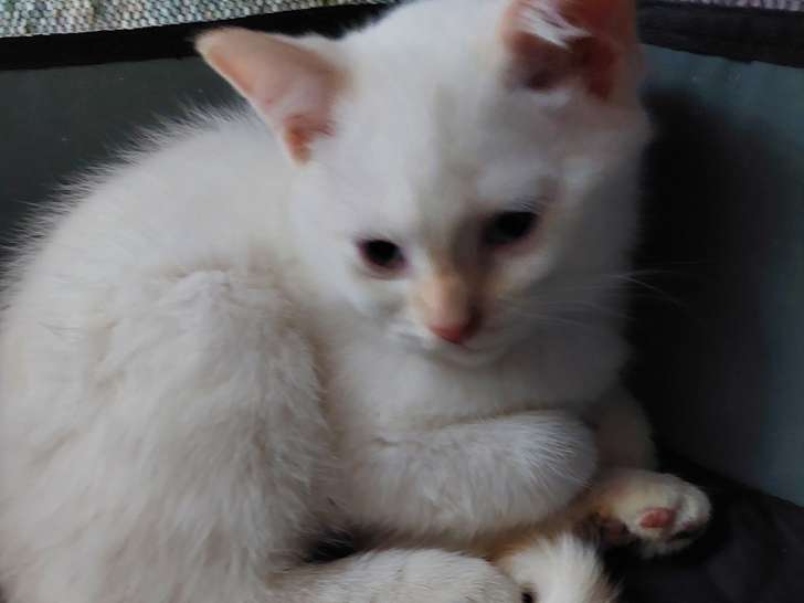 Magnifiques chatons de type British Shorthair à vendre