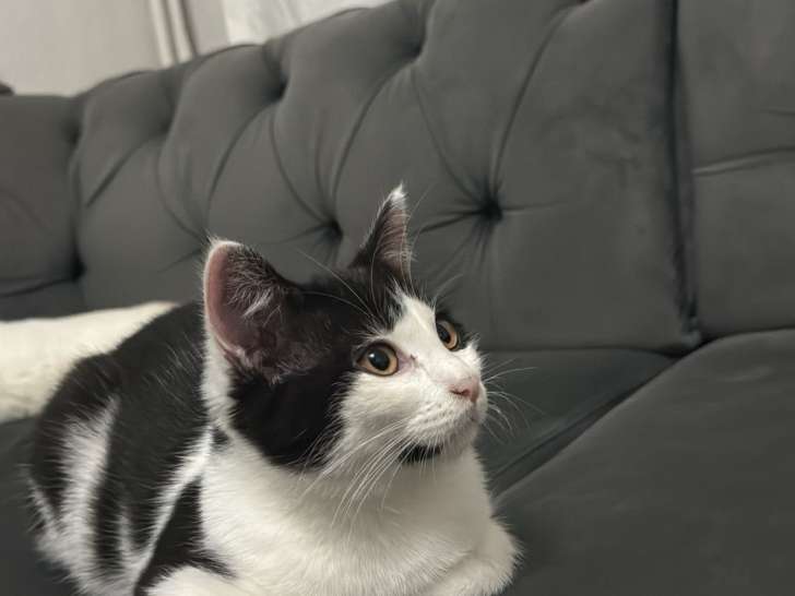 Magnifiques chatons de type British Shorthair à vendre