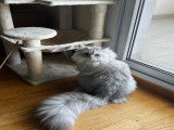 Chat British Longhair disponible pour saillie