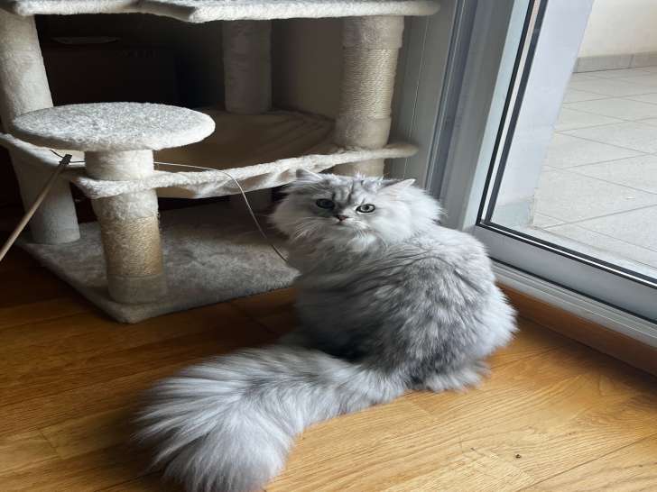 Chat British Longhair disponible pour saillie