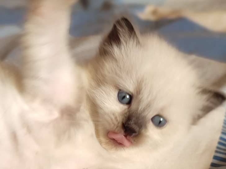 3 chatons mâle Ragdoll à vendre