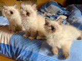 2 chatons femelles et 1 mâle Ragdoll à réserver