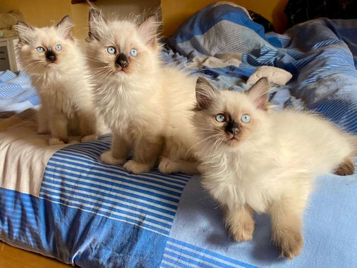 2 chatons femelles et 1 mâle Ragdoll à réserver