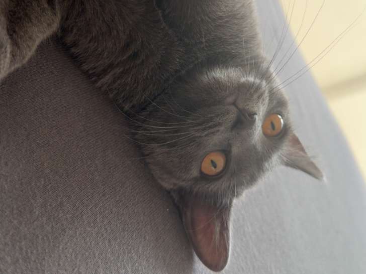 Chatonne British Shorthair de 4 mois à vendre