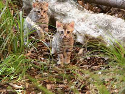 Chatons Bengal  à vendre (1 femelle et 1 mâle disponibles)
