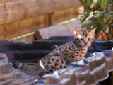 Chatons Bengal à vendre (1 femelle et 1 mâle disponibles)
