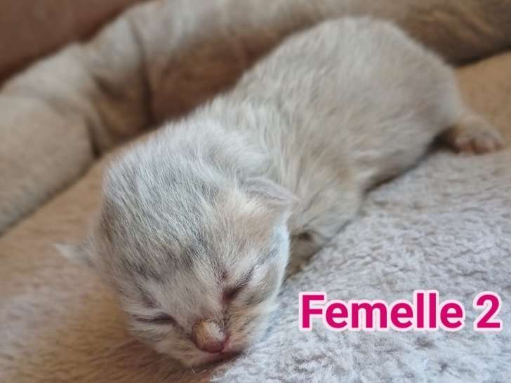 Chatons British Shorthair a réserver