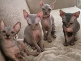 Chatons Sphynx à vendre