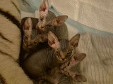 Chatons Sphynx à vendre