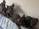 Chatons Sphynx à vendre