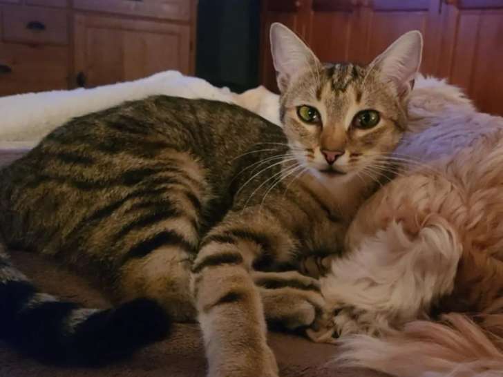 À adopter : chaton mâle de 7 mois