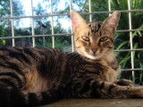 Disponible à l'adoption : chaton femelle tigré gris