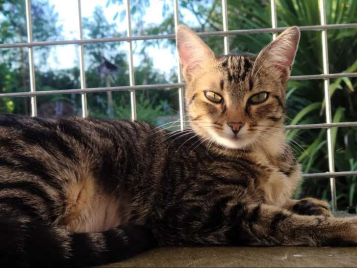 Disponible à l'adoption : chaton femelle tigré gris