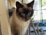 En attente d'adoption : chat d'un an