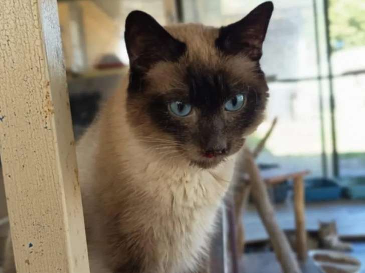 En attente d'adoption : chat d'un an