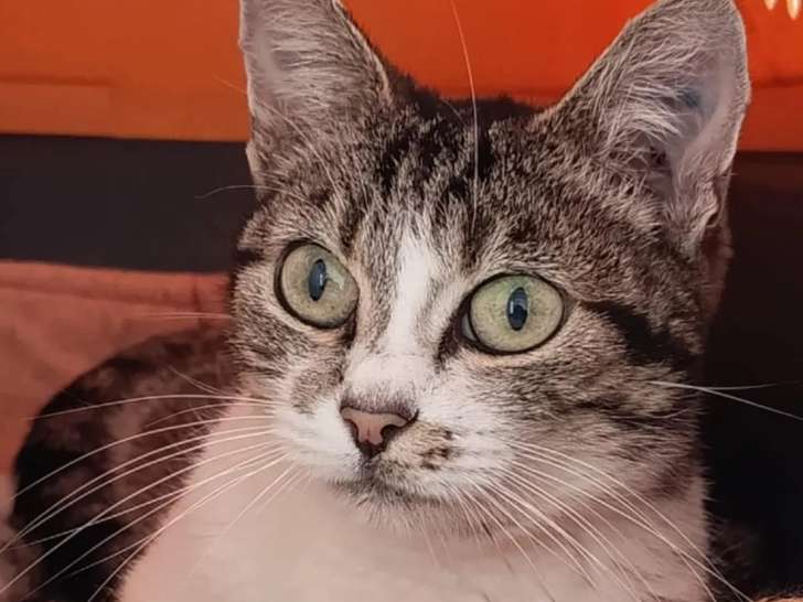Prête pour l'adoption : chatte âgée de 5 ans