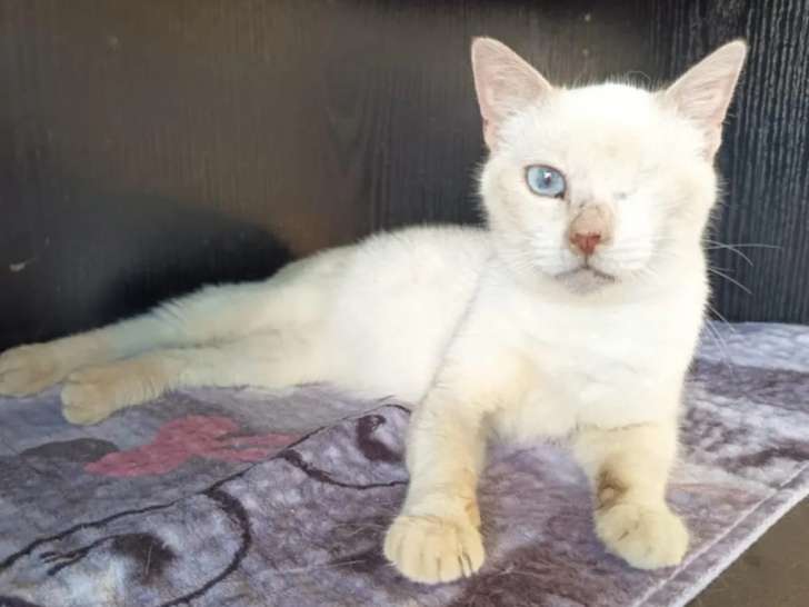 En attente d’un foyer : chatte au pelage crème
