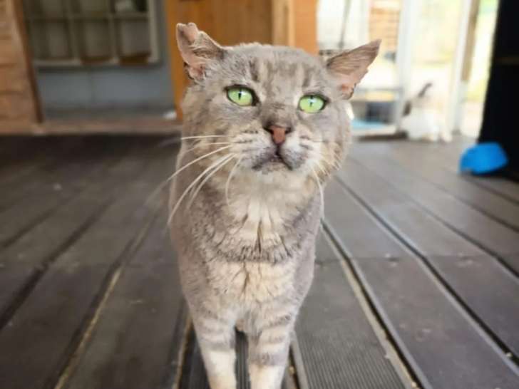 À accueillir : chat gris
