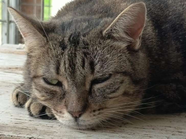 En quête d'une famille : chatte de 3 ans