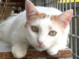 Adoption disponible : chat roux et blanc