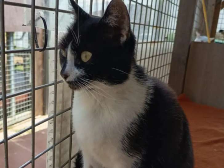 À la recherche d’un foyer : chatte noire et blanche