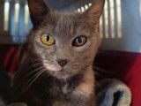 Chatte grise à adopter