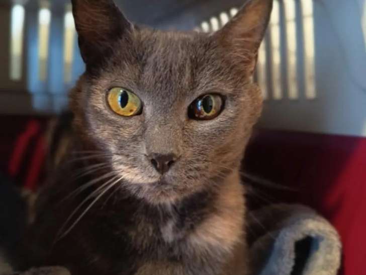Chatte grise à adopter