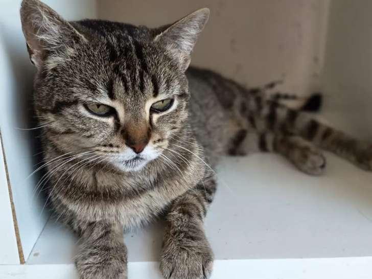 Chatte de 7 ans disponible à l'adoption