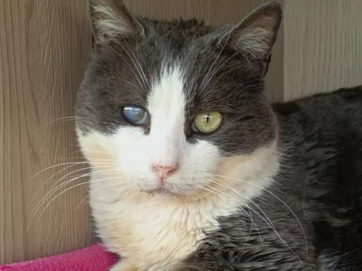 Chat gris et blanc en attente d'adoption