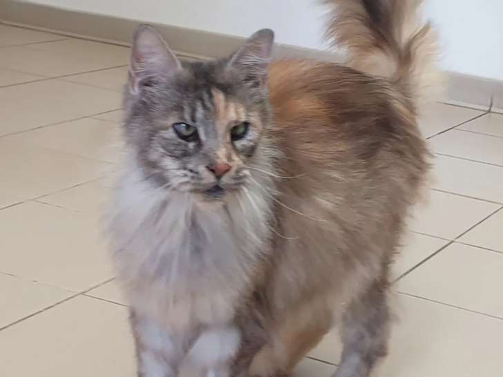 Chatte au pelage gris prête pour l’adoption