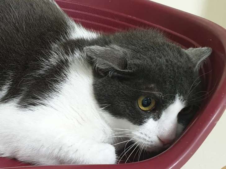 Chatte noire et blanche en attente d’un foyer