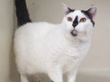 Chatte adulte à accueillir