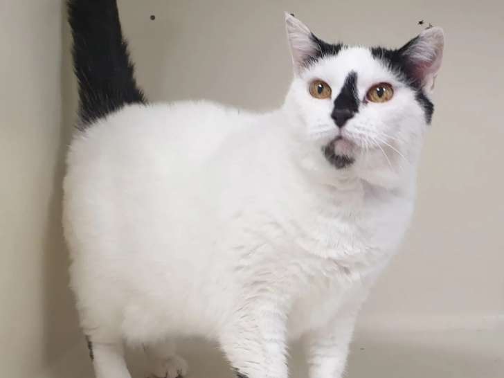 Chatte adulte à accueillir