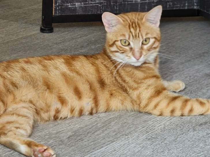 Chat tigré roux en quête d’un foyer