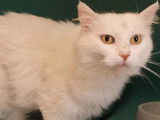 Adoption disponible : chat âgé de 5 ans