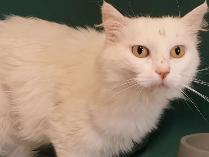 Adoption disponible : chat âgé de 5 ans