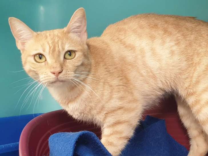 Chaton femelle de 9 mois à la recherche d’un foyer