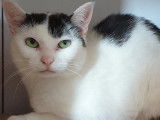 À adopter, chatte de 4 ans